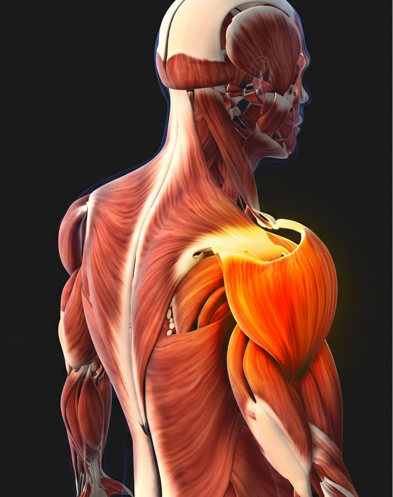 Anatomical illustration of shoulder muscles on a black background